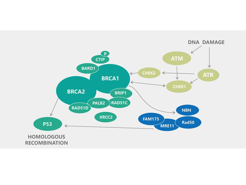 HRD基因檢測(cè)